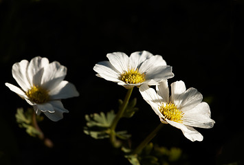 Image showing Callianthemum sajanense