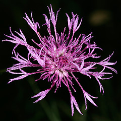 Image showing Dew on cornflower