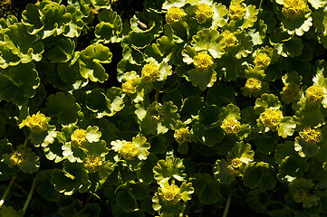 Image showing Golden saxifrage - Chrysosplenium peltatum