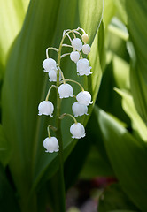 Image showing Convallaria majalis