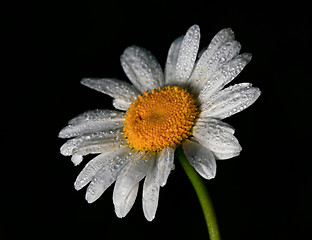 Image showing Daisy with dew