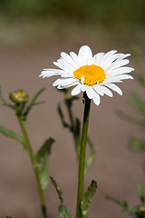 Image showing Ox-eye daisy