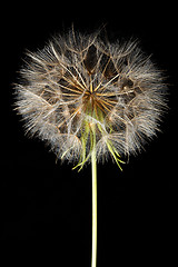 Image showing Dandelion on black background