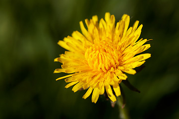 Image showing Taraxacum officinale