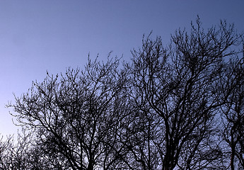Image showing Blue Trees