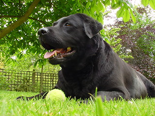 Image showing Labrador Retriever