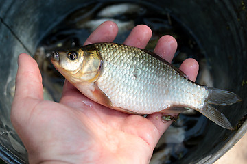 Image showing caught big crucian in hand