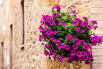 Image showing Tuscan flowers