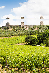 Image showing Wineyard in Tuscany