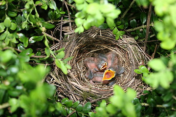 Image showing Baby Birds