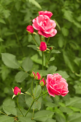 Image showing Pink rose in flowerbed