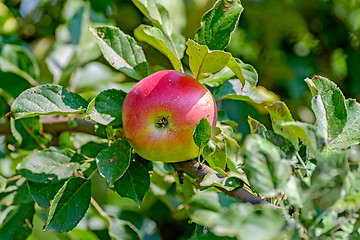 Image showing Apple
