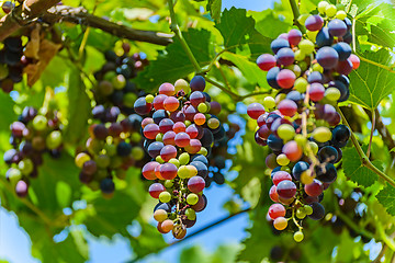 Image showing Grape