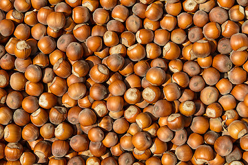 Image showing Hazelnut