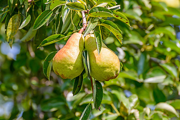 Image showing Pears