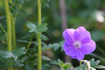 Image showing Flower3