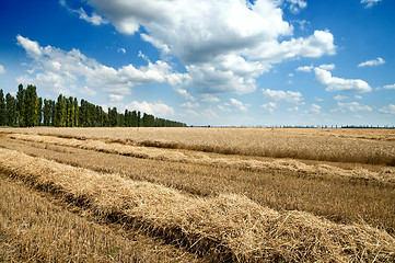 Image showing Golden wheat ears with blue sky over them. south Ukraine