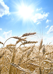 Image showing ears of ripe wheat with sun