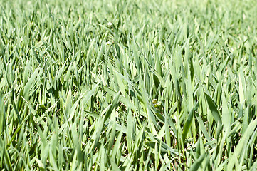Image showing beautiful green lawn grass