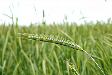 Image showing green ear of rye in focus