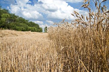 Image showing Golden wheat ears. south Ukraine