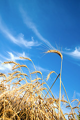 Image showing Golden wheat ears with blue sky over them