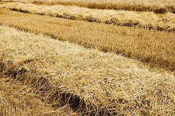 Image showing collected harvest on the field. south Ukraine