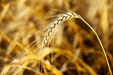 Image showing ear in sunrays. deep color