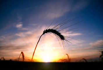 Image showing sunset on field at summer