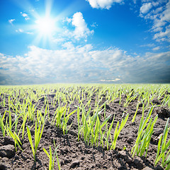 Image showing green shots on field with sun over them