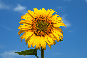 Image showing beautiful sunflower