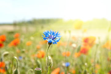 Image showing blue cornflowers in the rays of the sun