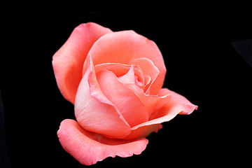 Image showing beautiful rose over dark background