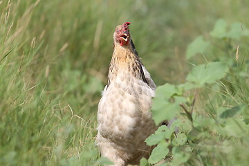 Image showing beige hen coming towards camera