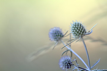 Image showing blue sea holly