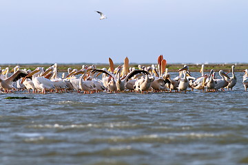 Image showing colony of pelicans