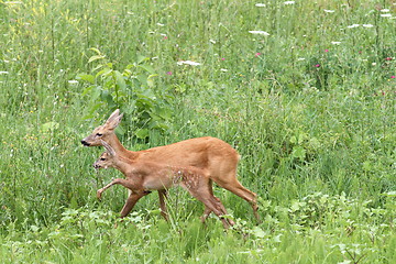 Image showing deer family walking among the grass