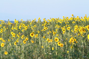 Image showing field of young sunflowers