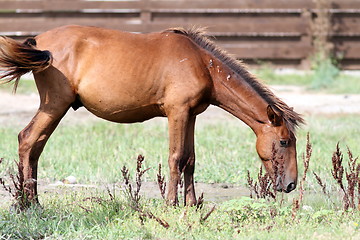 Image showing grazing horse