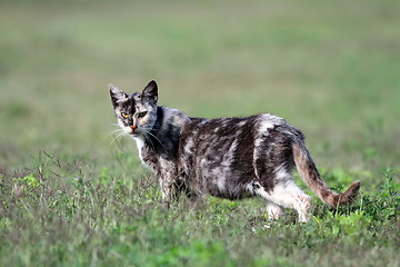 Image showing grey and white cat in the grass