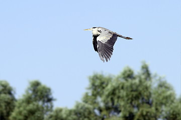 Image showing grey heron in flight