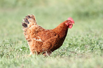 Image showing hen looking for food