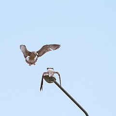 Image showing juvenile gulls fighting