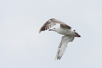 Image showing juvenile larus argentatus 