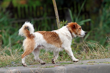 Image showing little dog walking