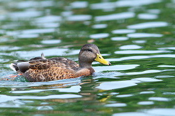 Image showing mallard duck female swimming on water surface