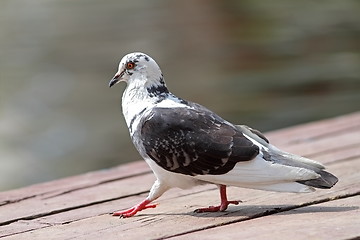 Image showing mottled pigeon walking