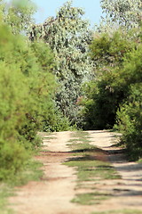 Image showing path in the Danube Delta