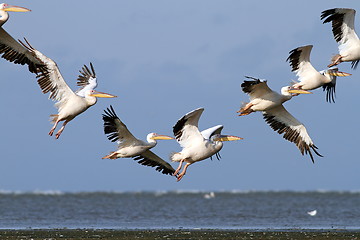 Image showing pelicans in beautiful formations