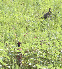 Image showing pheasant cock and hen